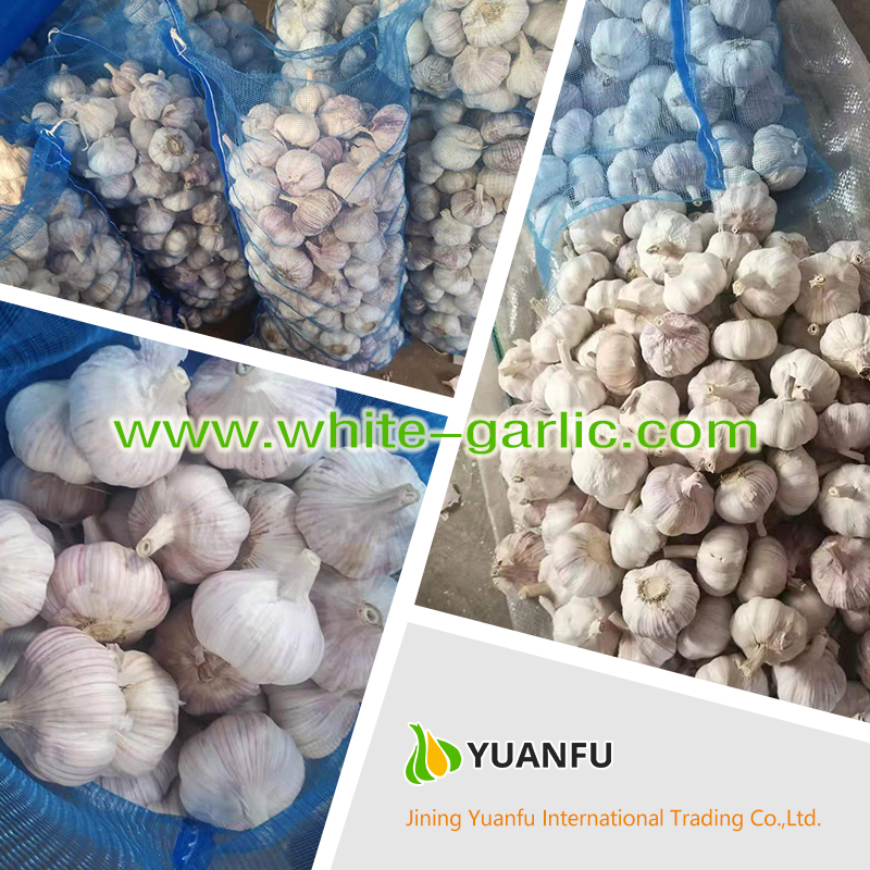 garlic suppliers